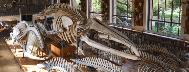 The is a picture of the interior of the museum d'histoire naturelle at Paris.