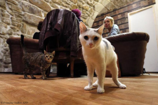 picture of a cat in a cafe in paris.